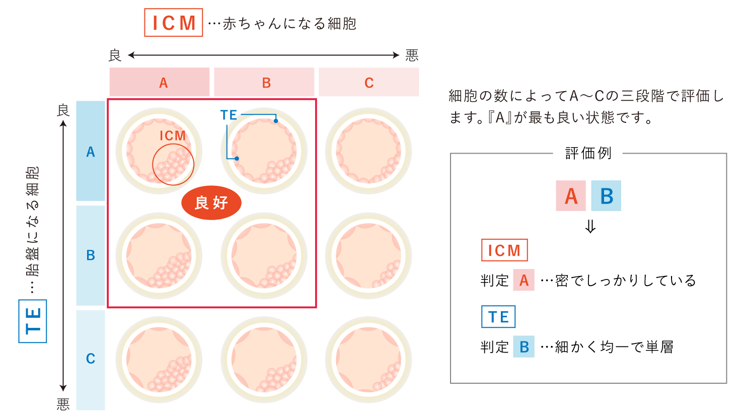 グレート胚について（胚盤胞）