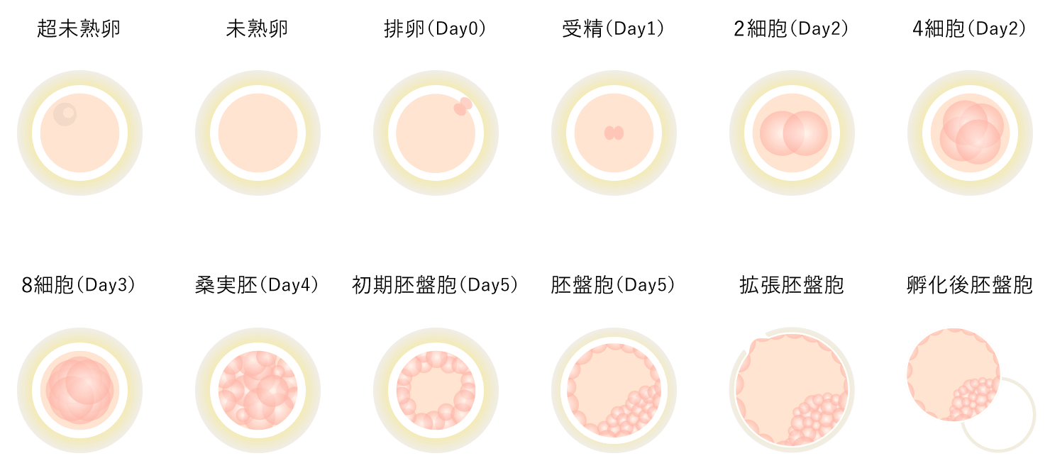 胚の発育の様子
